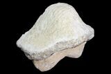 Fossil Crusher Shark (Ptychodus) Tooth - Kansas #152330-1